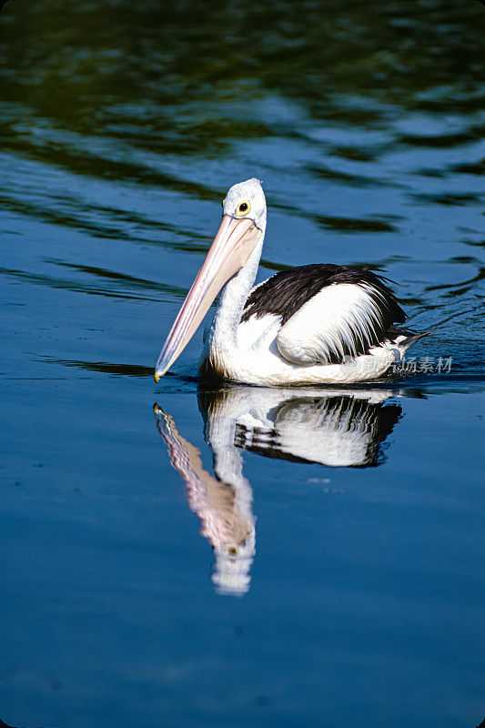 澳大利亚鹈鹕(Pelecanus illatus)是鹈鹕科的一种大型水鸟，广泛分布于澳大利亚的内陆和沿海水域。Pelecaniformes。北领地野生动物